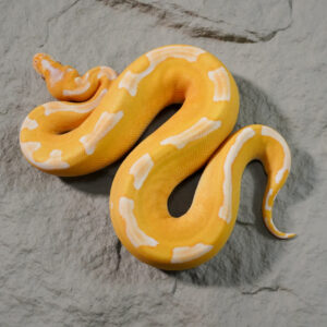 Blade Lavender Clown