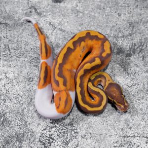 Ultramel Pied