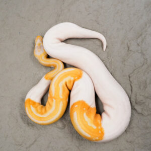 Dreamsicle
