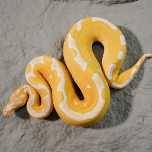 Blade Lavender Clown