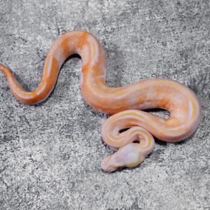 Black Head Red Gene YB Pastel Dreamsicle