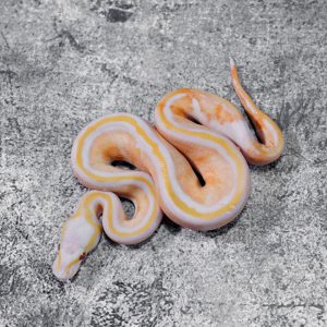Black Head Red Gene Pastel  Dreamsicle