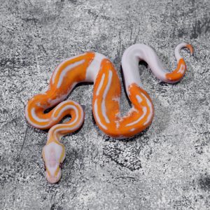 Black Head Red Gene YB Dreamsicle