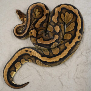 OD Red  Stripe Pastel 100% Het Pied (Proven 6 Eggs)