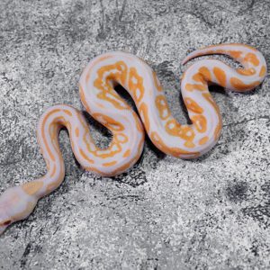 Black Pastel Candy 100% Het Clown