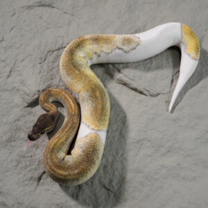 Black Head Enchi Mojave Pied Poss Super Enchi YB