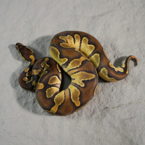 Black Head Enchi YB 100% Het Pied