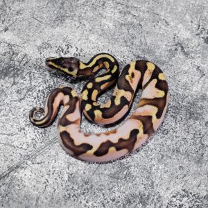 Calico YB Enchi Pastel 66% Het Desert Ghost
