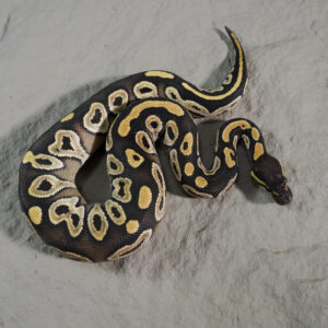 Mojave YB 100% Het VPI Axanthic