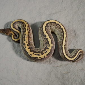 Pin Mojave YB 100% Het VPI Axanthic