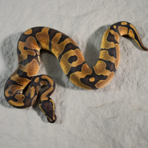 Enchi YB 100% DH Desert Ghost Pied Poss Wookie