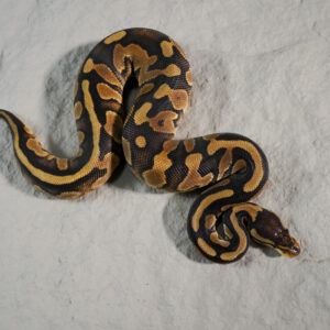 Wookie Enchi YB 100% DH Desert Ghost Pied