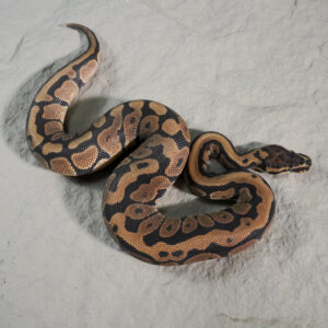 Mocha Spotnose 100% Het Desert Ghost