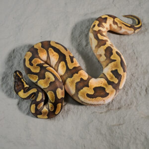 Calico Enchi Mocha 100% Het Desert Ghost