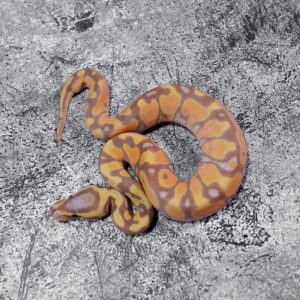 Banana Enchi Mckenzie / YB 100% Het Clown
