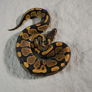 Gravel 100% DH Desert Ghost Pied