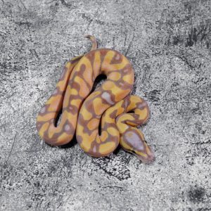 Banana Enchi Mckenzie / YB 100% Het Clown