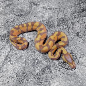 Banana Enchi Mckenzie / YB 100% Het Clown
