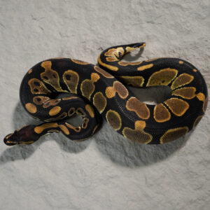 Huffman / Special 100% Het Pied