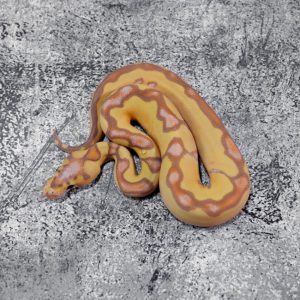 Banana Enchi Mckenzie Clown