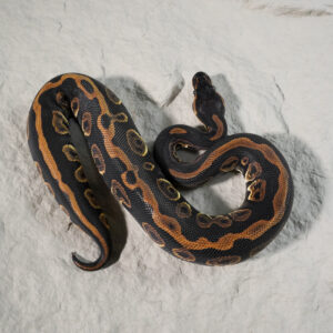 Black Head Red Gene Leopard 100% Het Clown Poss YB