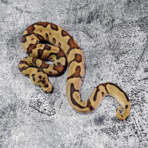Enchi Spotnose Disco / Fire Clown