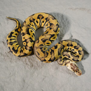 Bongo Pastel Crypton  100% Het Desert Ghost  Poss YB