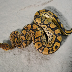 Bongo Crypton  100% Het Desert Ghost Poss YB