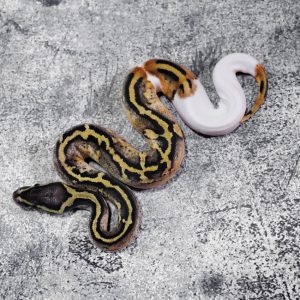 Pastel Enchi Pied 66% Het Hypo Poss Red Stripe