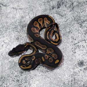 Black Head Red Gene YB 100% DH Lavender Pied