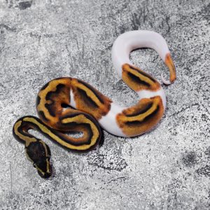 Black Head Red Gene YB Pied 100% Het Lavender