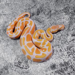 Red Gene YB Lavender 100% Het Pied