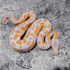 Black Head Red Gene Lavender 100% Het Pied Poss YB