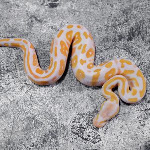 Black Head Red Gene YB Lavender 100% Het Pied