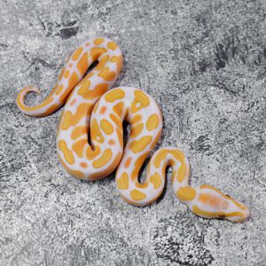 Lavender 100% Het Clown