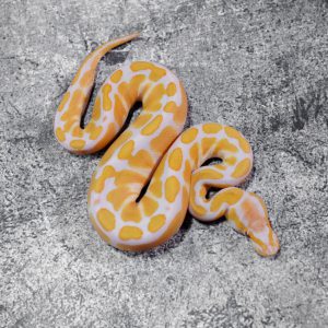 Lavender 100% Het Clown