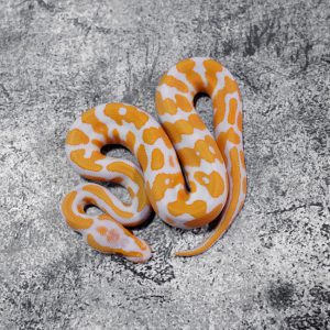 Confusion Lavender 100% Het Clown