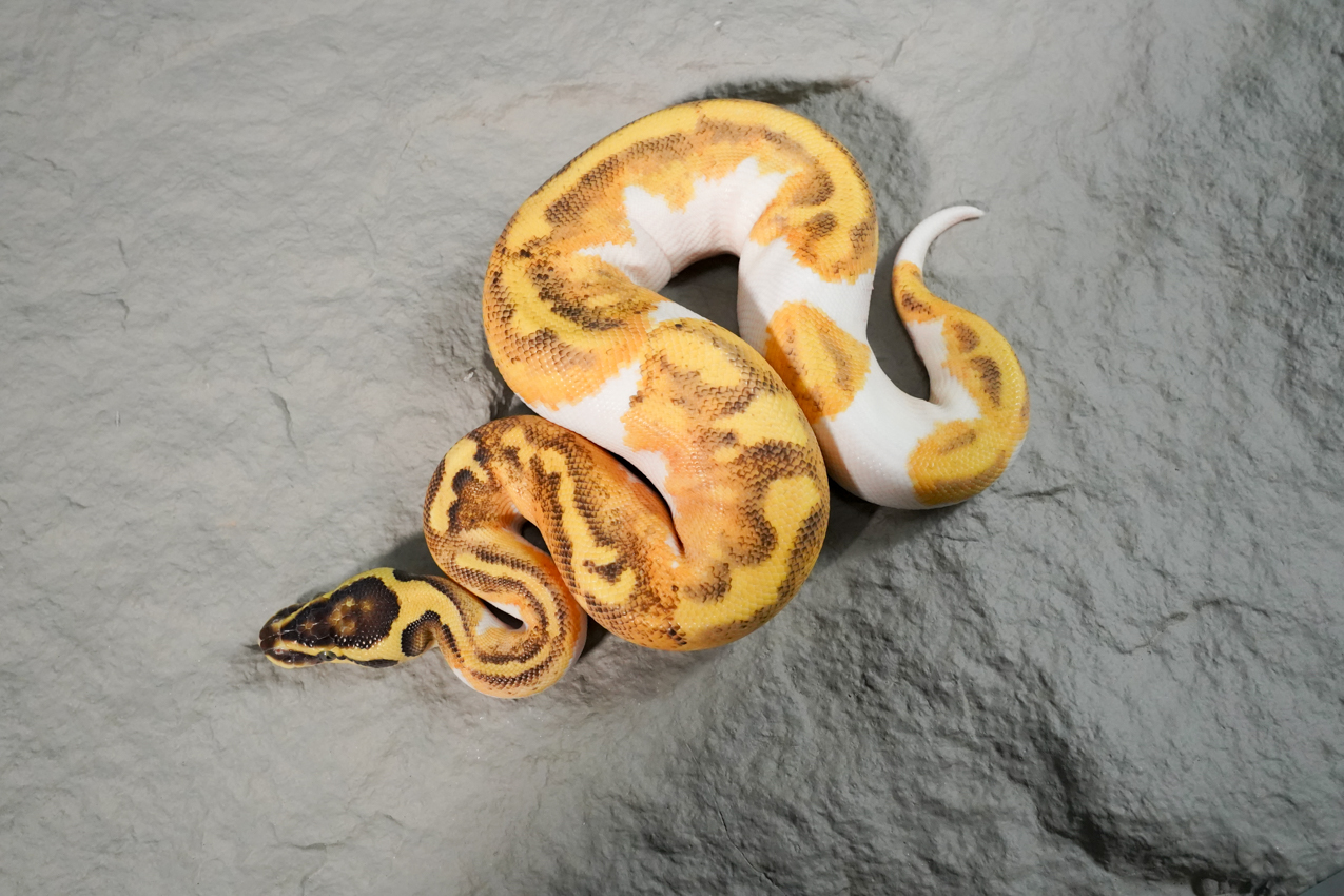 VINIBRATOのSi On Parle de Joseph VINIBRATOのSi On Parle de Joseph Jean Marc Brignot Si On Parlait