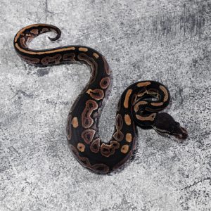 Cinnamon 100% Het Puzzle