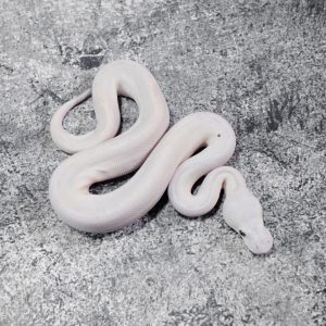 Special Lesser Puzzle Poss Pastel Cinnamon