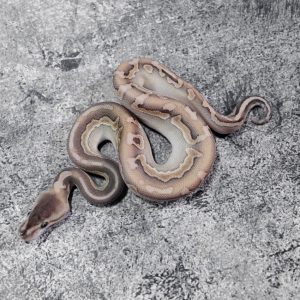 Special Cinnamon Lesser Puzzle