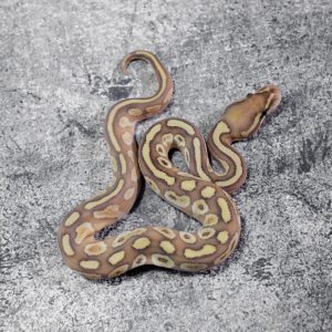 Banana Lesser 100% Het Puzzle
