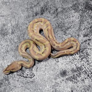 Banana Cinnamon Lesser Puzzle