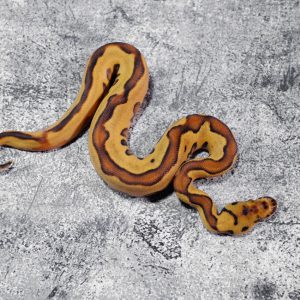 Black Head Red Gene Leopard Enchi Disco Phantom YB Clown