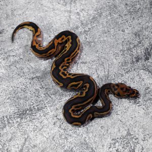 Black Head Red Gene Leopard Calico YB Clown