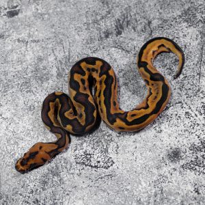 Black Head Red Gene Leopard Phantom Calico YB Clown