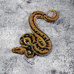 Black Head Red Gene Leopard Spotnose Disco / Phantom / YB Clown