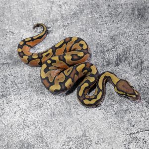 Enchi Hypo 100% Het Clown
