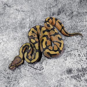 Enchi Hypo 100% Het Clown