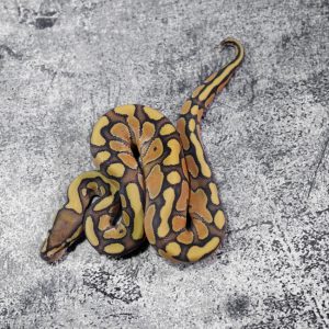 Russo Enchi Hypo 100% Het Clown